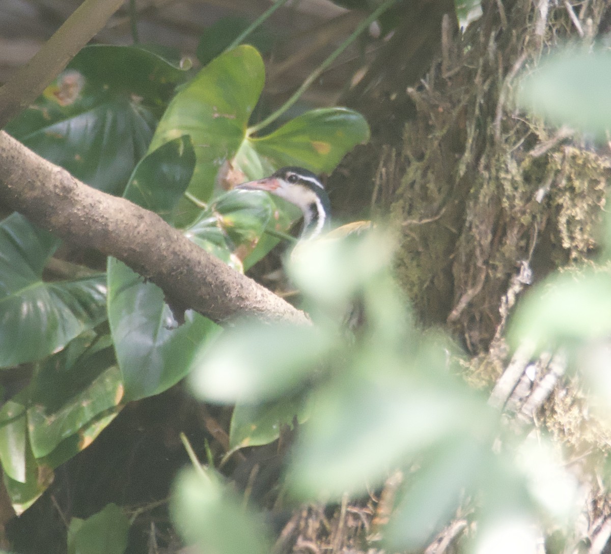 Sungrebe - ML647753607