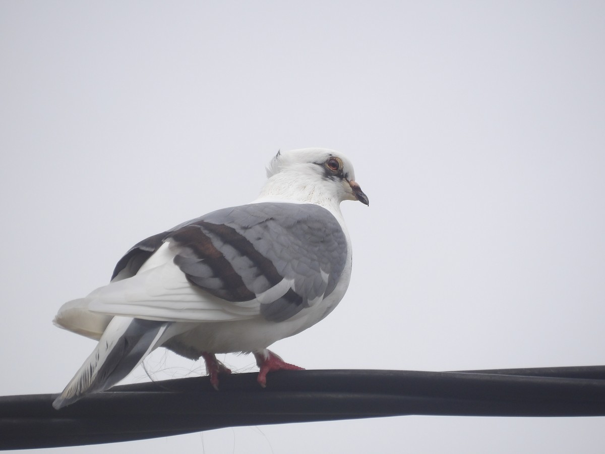 Rock Pigeon (Feral Pigeon) - ML647753608