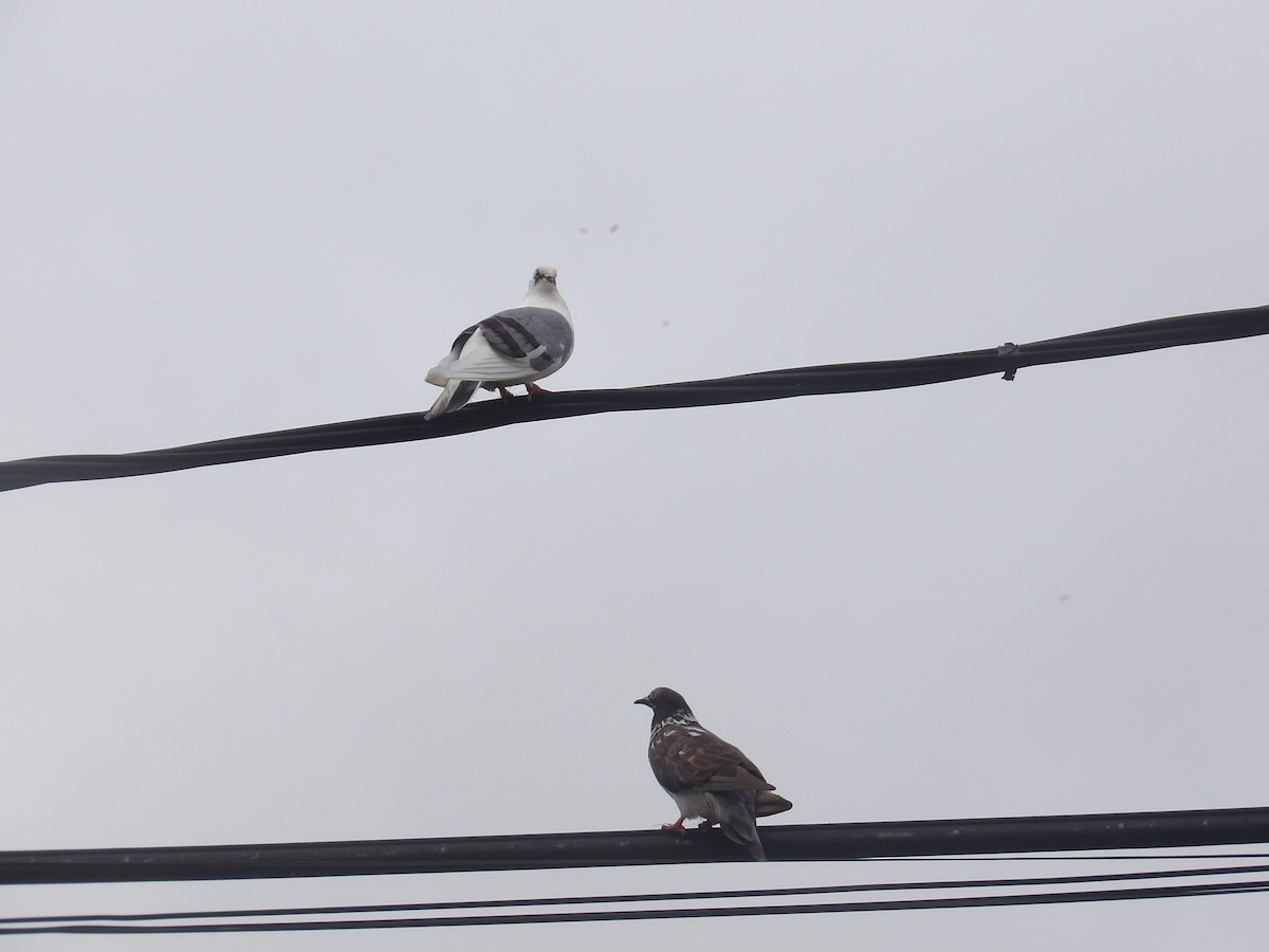 Rock Pigeon (Feral Pigeon) - ML647753609