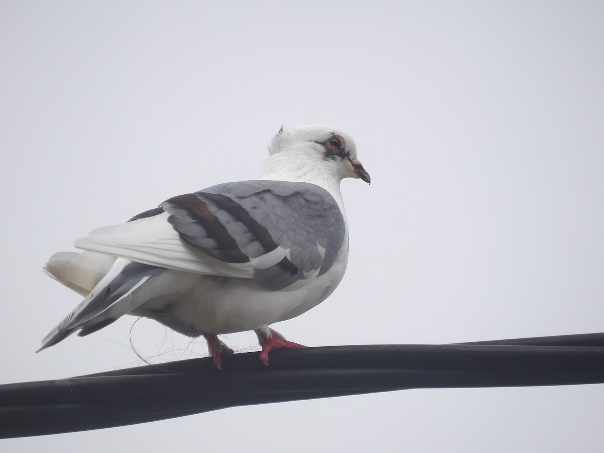 Rock Pigeon (Feral Pigeon) - ML647753610