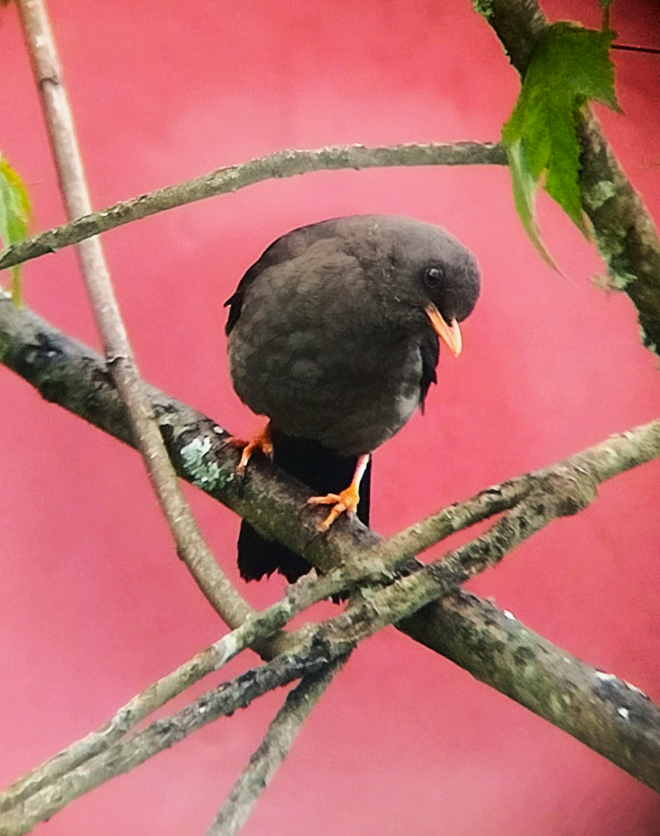 Great Thrush - ML647753611