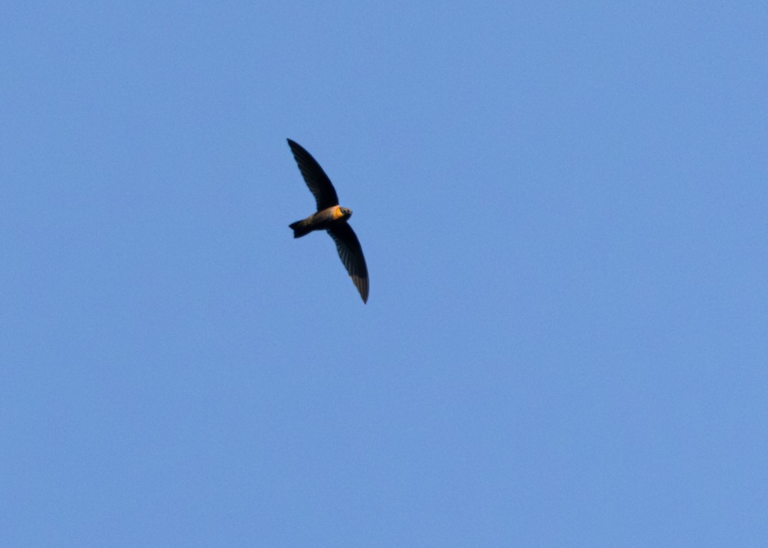 Chestnut-collared Swift - ML647753612