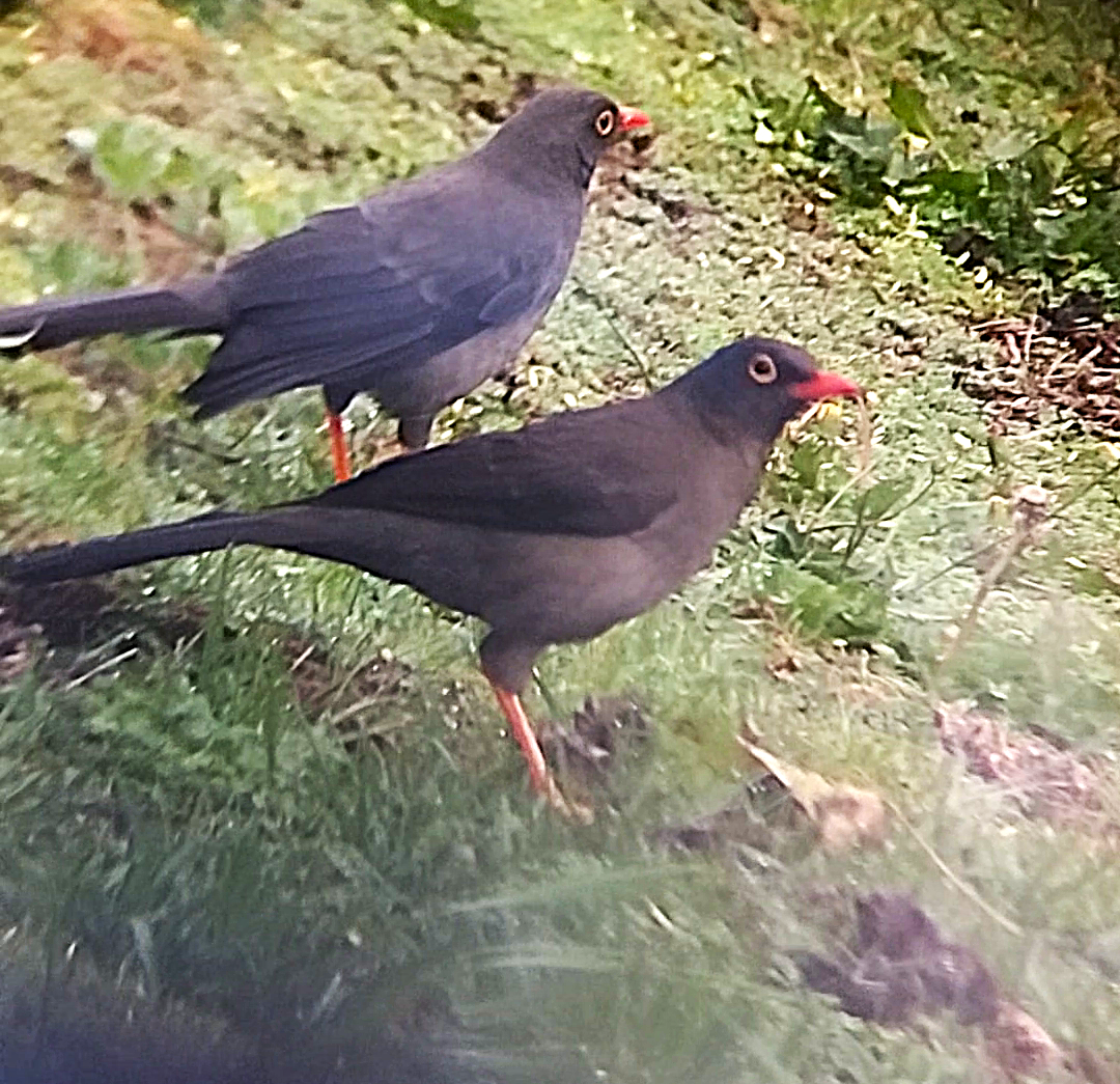 Great Thrush - ML647753614