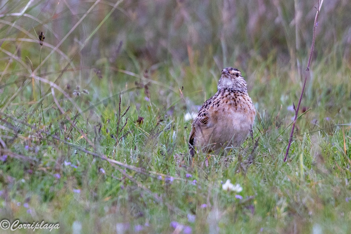 Sentinel Lark - ML647753615