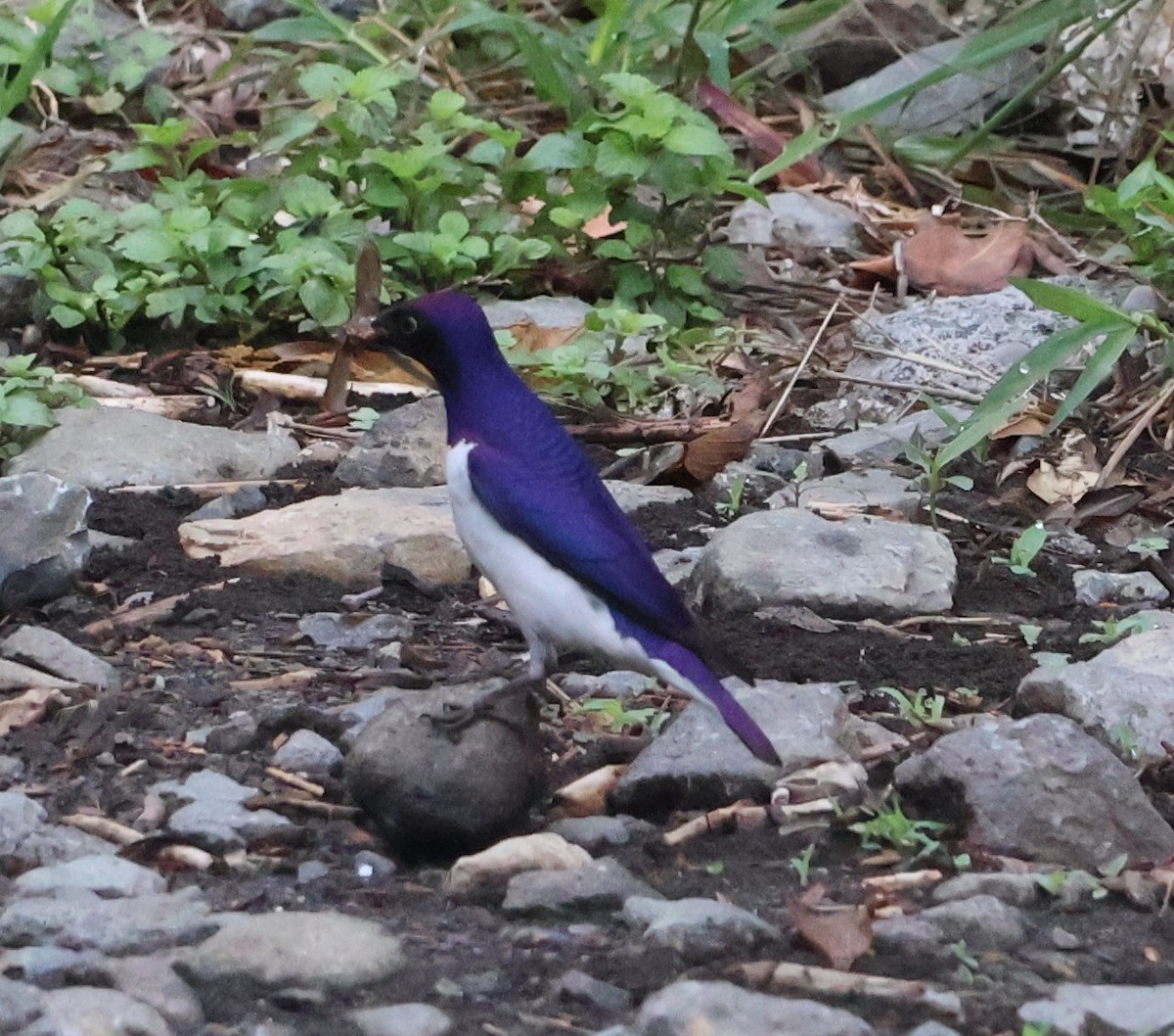 Violet-backed Starling - ML647753617