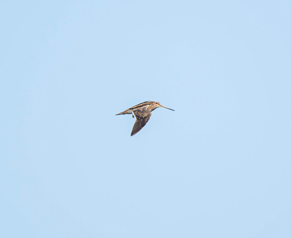 Common Snipe - ML647753618
