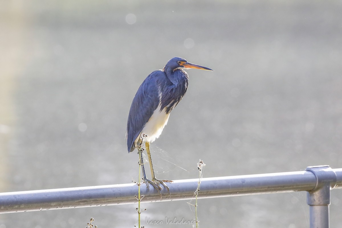 Tricolored Heron - ML647753620