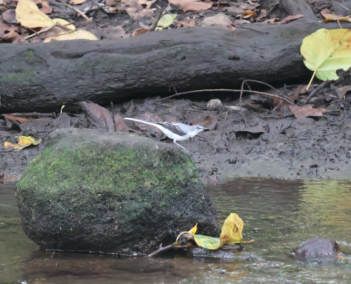 Mountain Wagtail - ML647753623