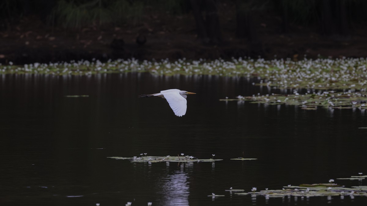 Plumed Egret - ML647753624