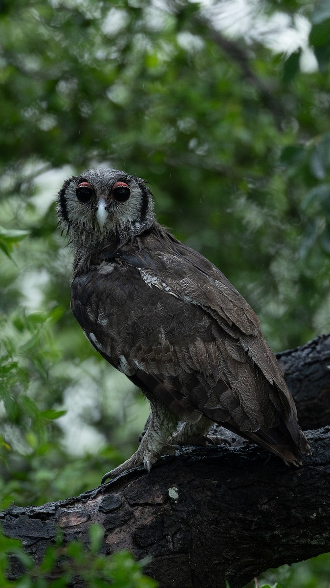 Verreaux's Eagle-Owl - ML647753625