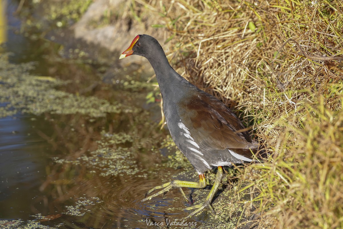 Common Gallinule - ML647753626