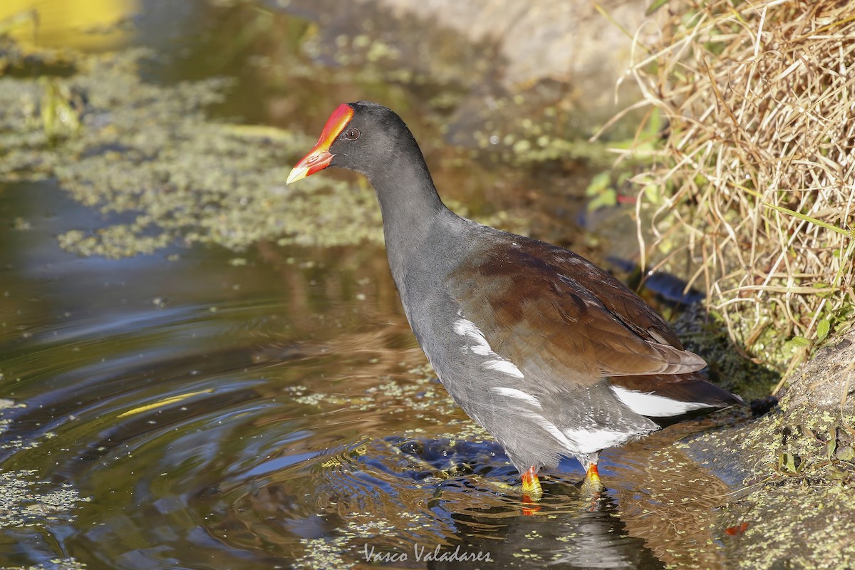 Common Gallinule - ML647753627