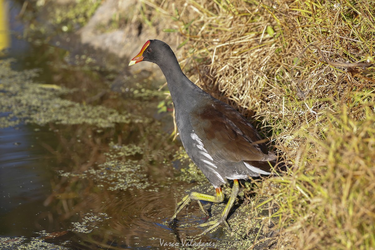 Common Gallinule - ML647753628