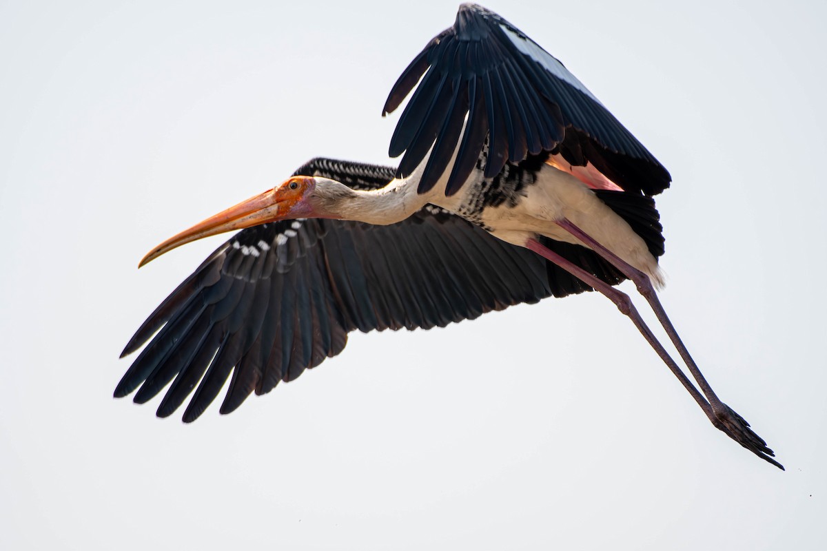 Painted Stork - ML647753629