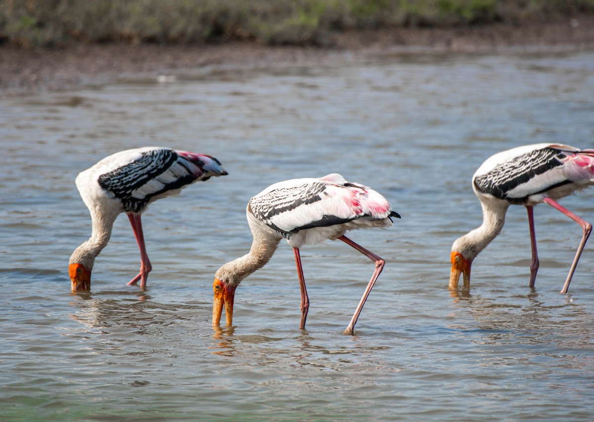 Painted Stork - ML647753630