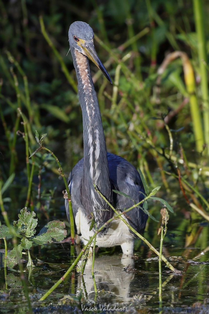 Tricolored Heron - ML647753631