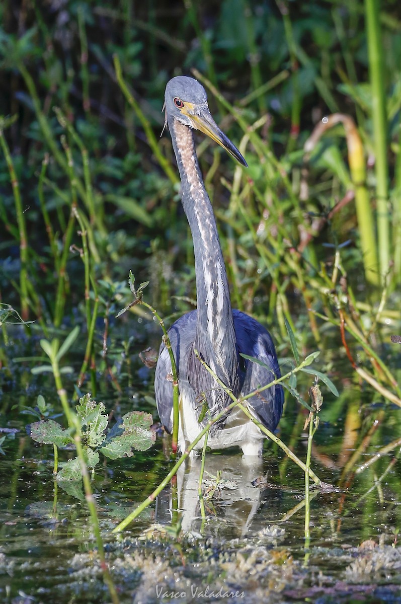 Tricolored Heron - ML647753632