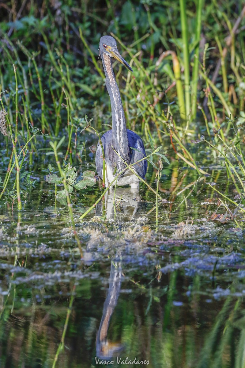 Tricolored Heron - ML647753633