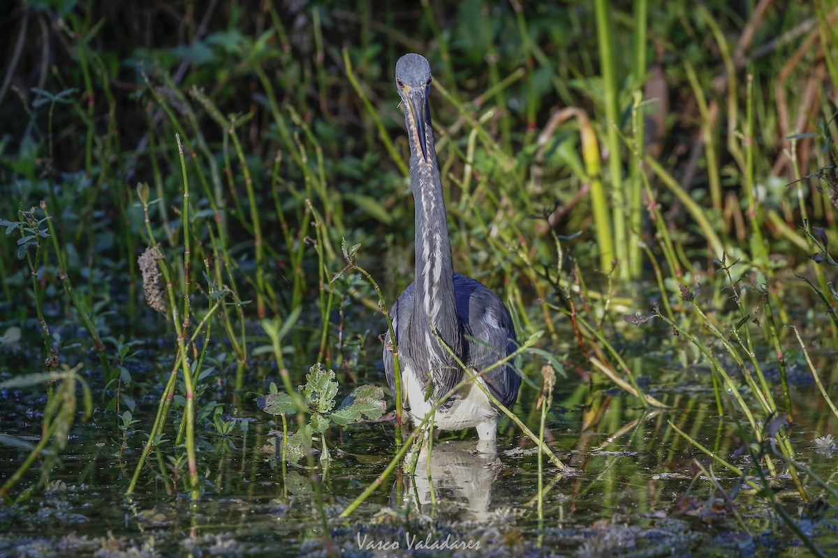 Tricolored Heron - ML647753634
