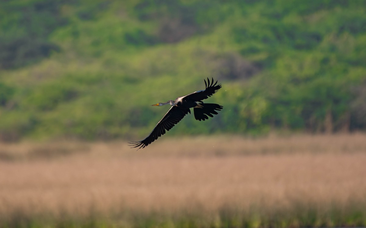 Oriental Darter - ML647753636