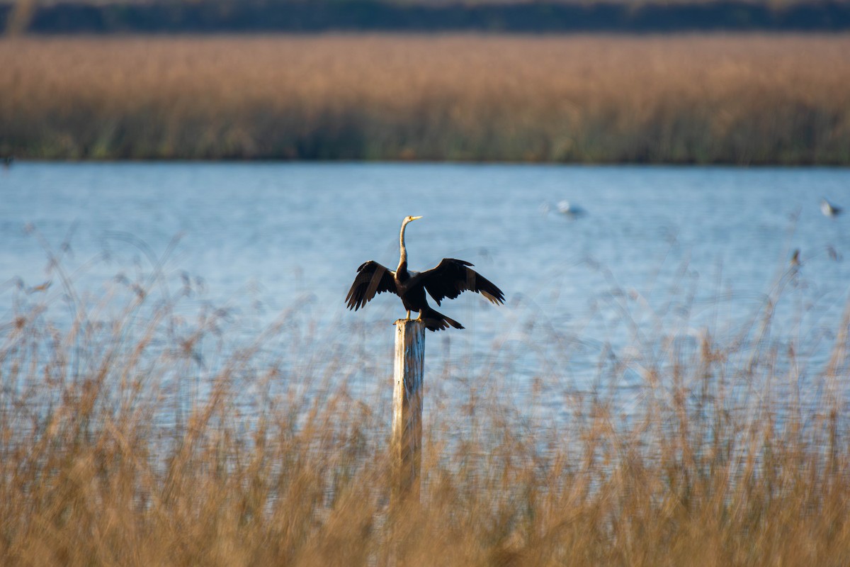 Oriental Darter - ML647753637