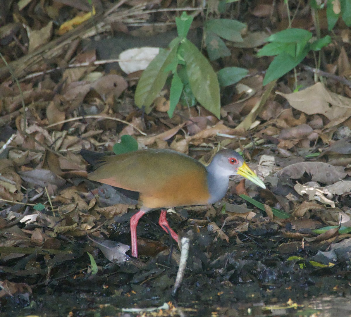 Gray-cowled Wood-Rail - ML647753641