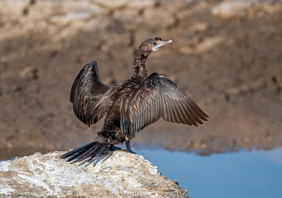 Little Cormorant - ML647753642