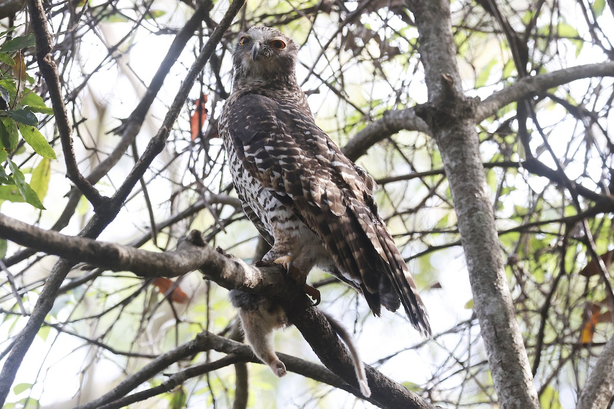 Powerful Owl - ML647753653