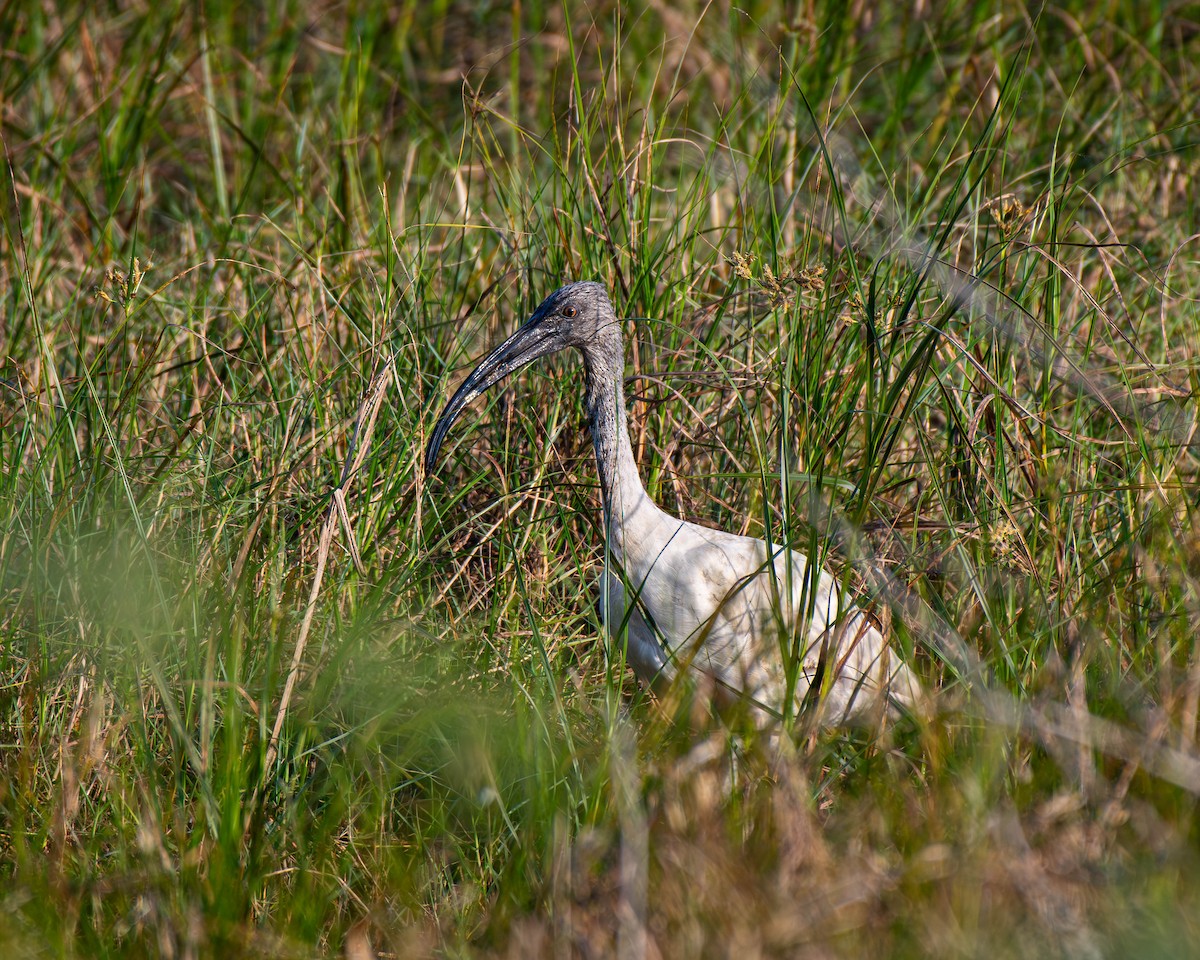 黑頭白䴉 - ML647753656