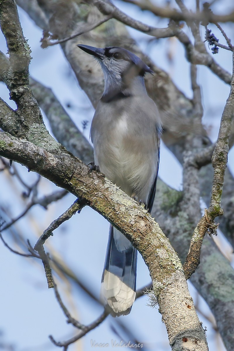 Blue Jay - ML647753666