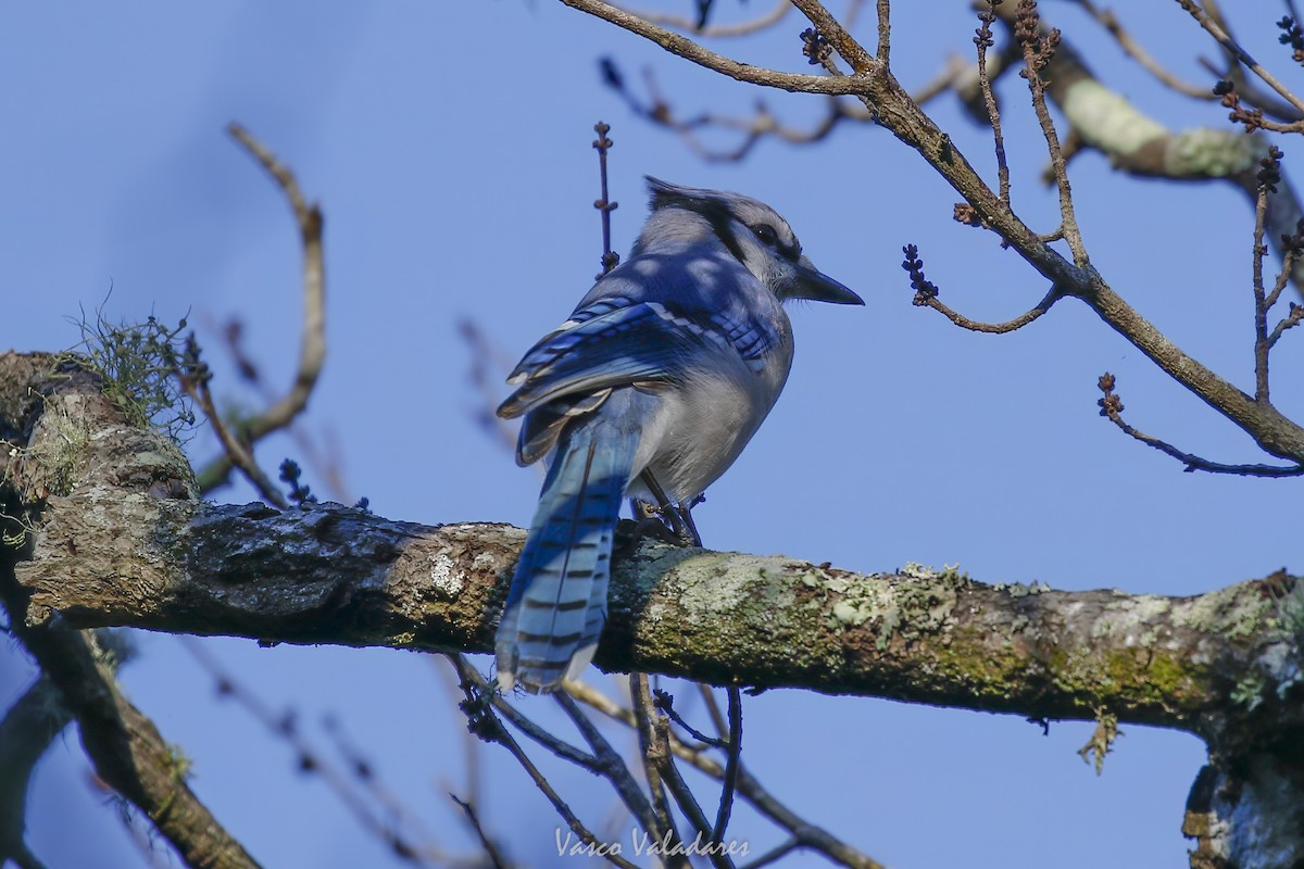 Blue Jay - ML647753667