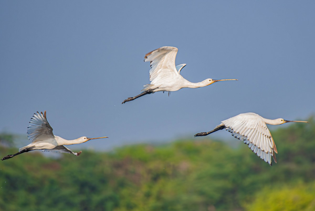 白琵鷺 - ML647753669