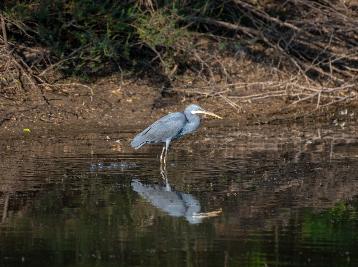 Western Reef-Heron - ML647753686
