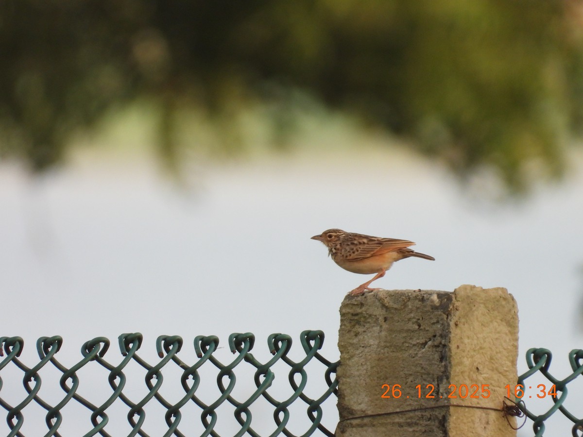 Jerdon's Bushlark - ML647753692