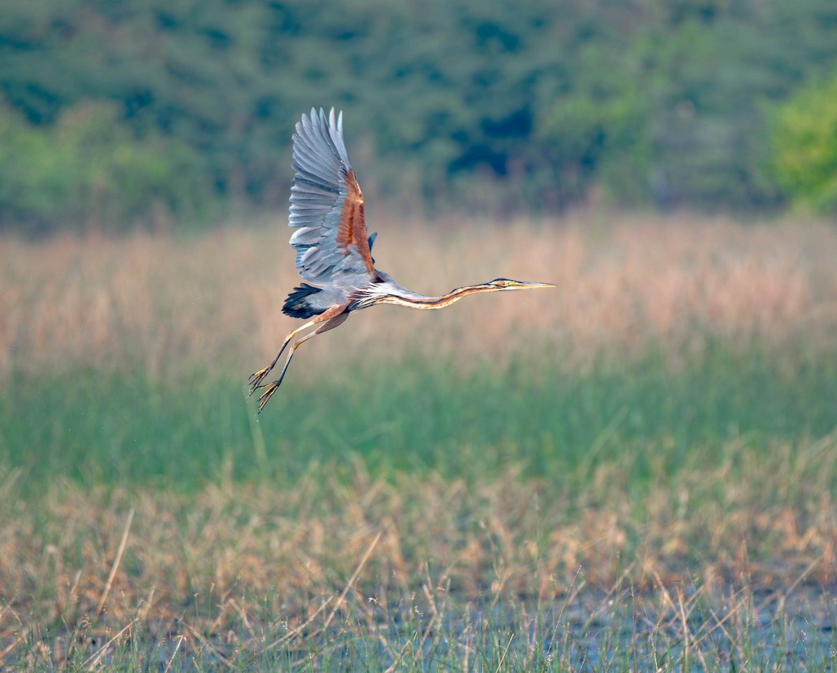 紫鷺 - ML647753697