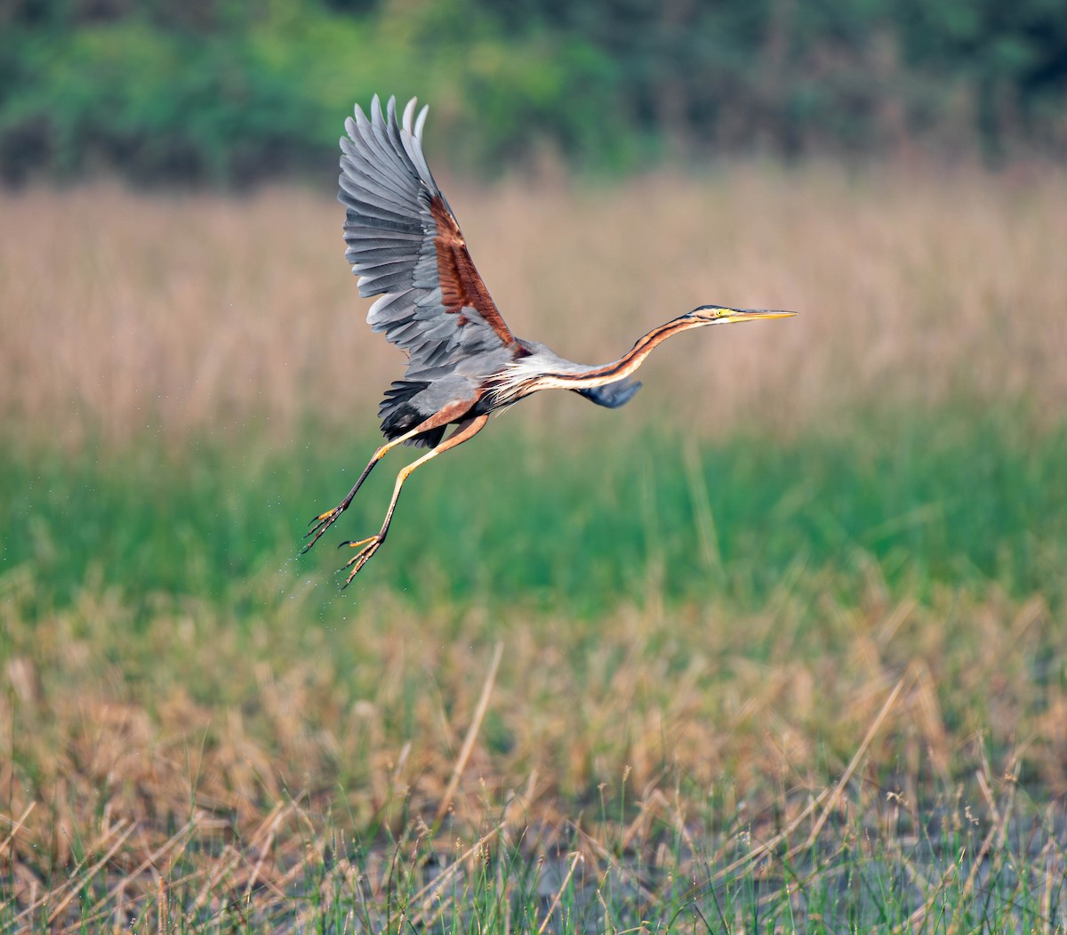 紫鷺 - ML647753698