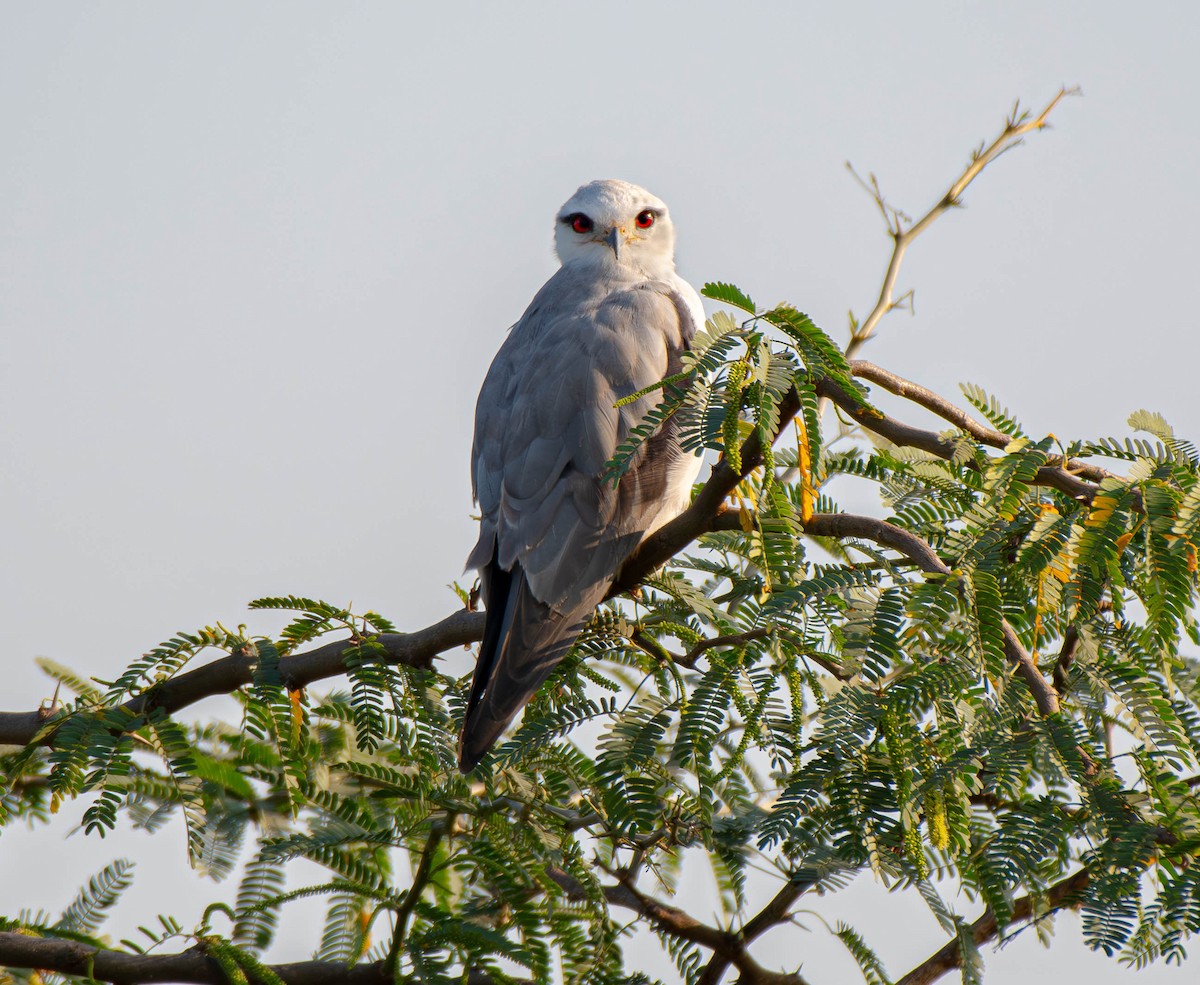 黑翅鳶 - ML647753705