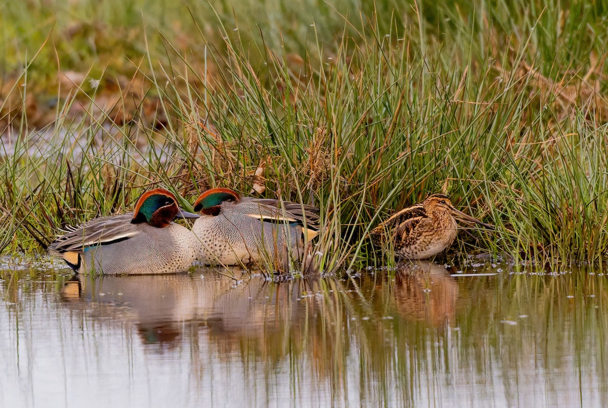 Agachadiza Común - ML647753716