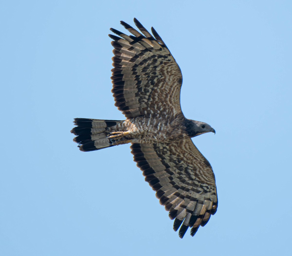 東方蜂鷹 - ML647753722