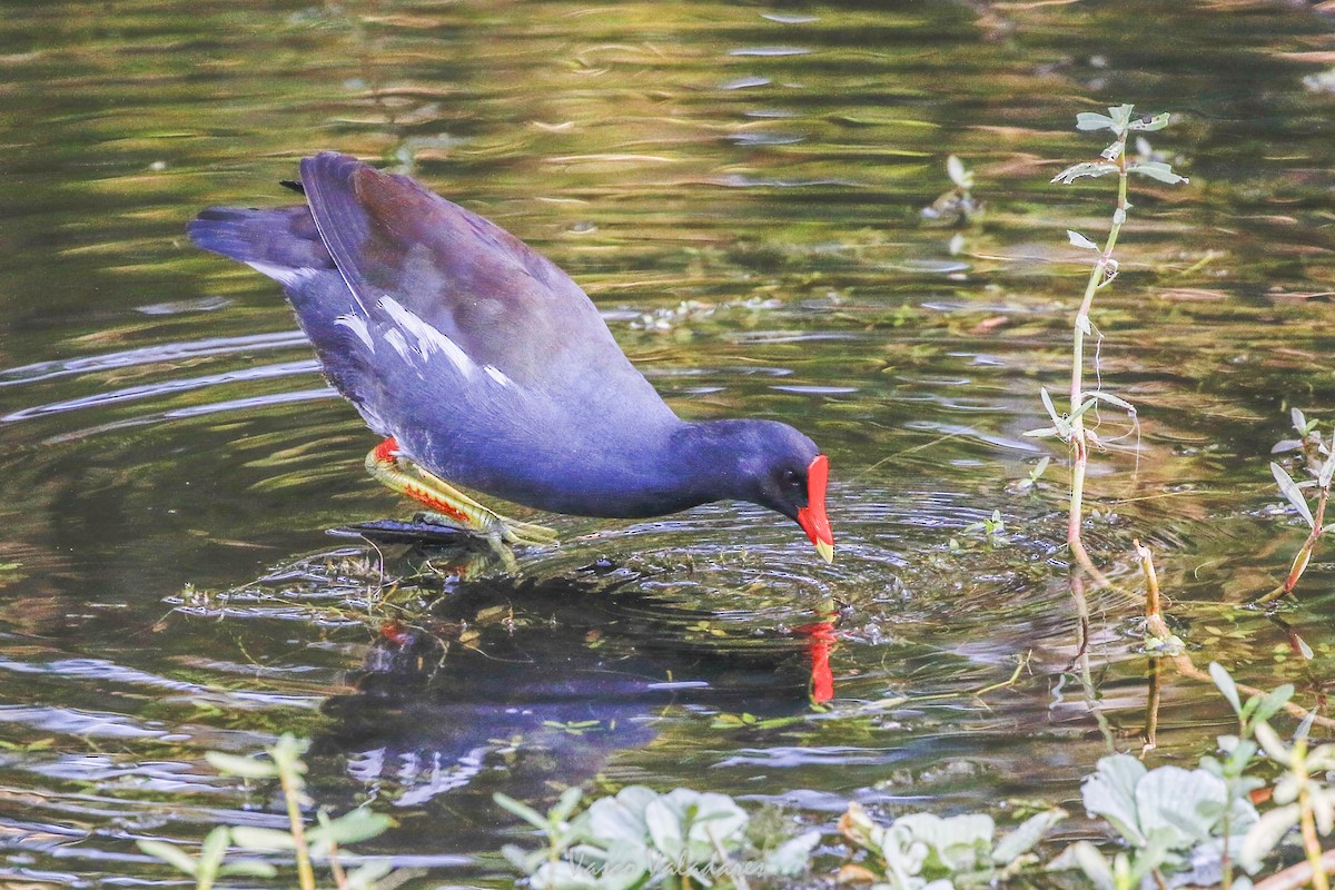 Курочка латиноамериканська - ML647753734