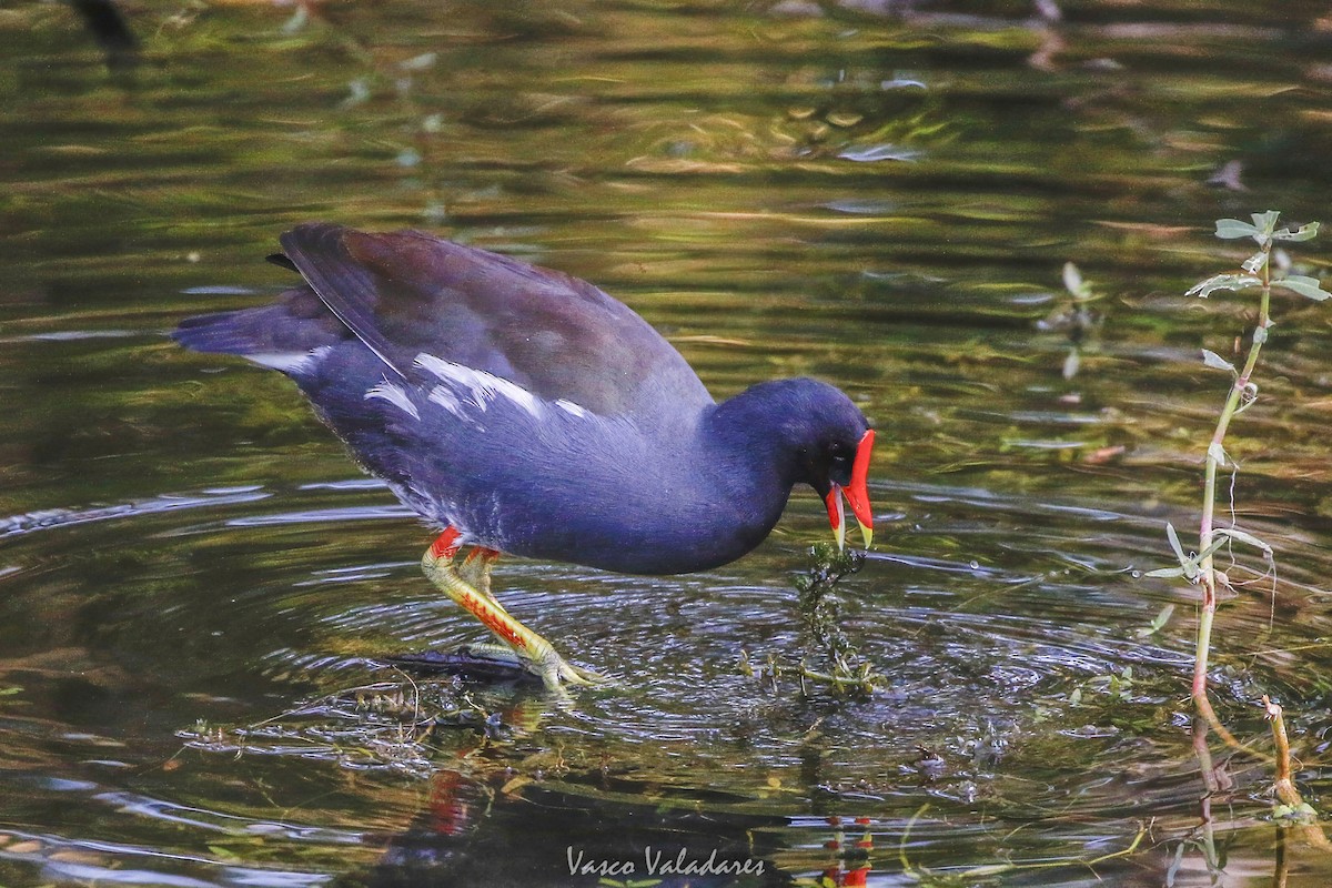 Курочка латиноамериканська - ML647753735