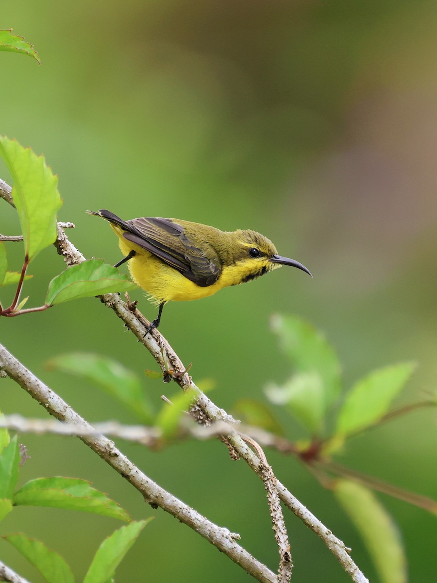 Sahul Sunbird - ML647753737