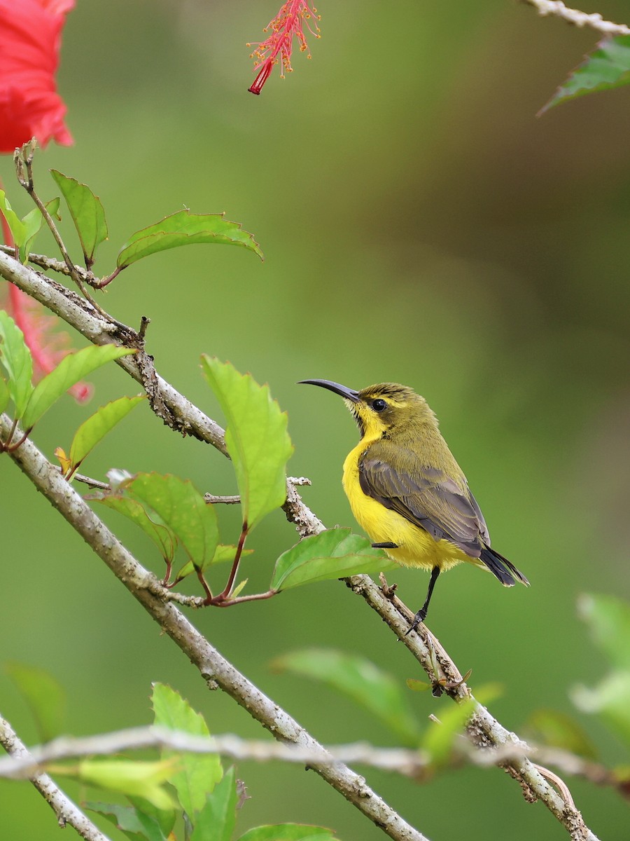 Sahul Sunbird - ML647753738