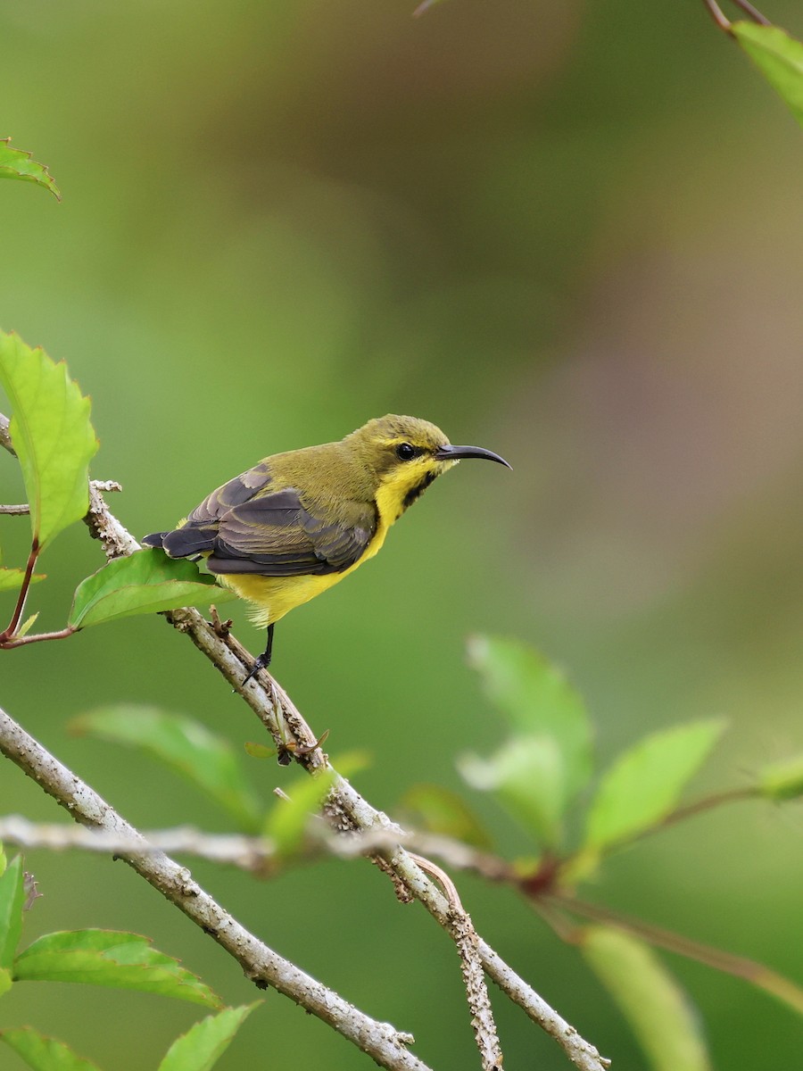 Sahul Sunbird - ML647753739