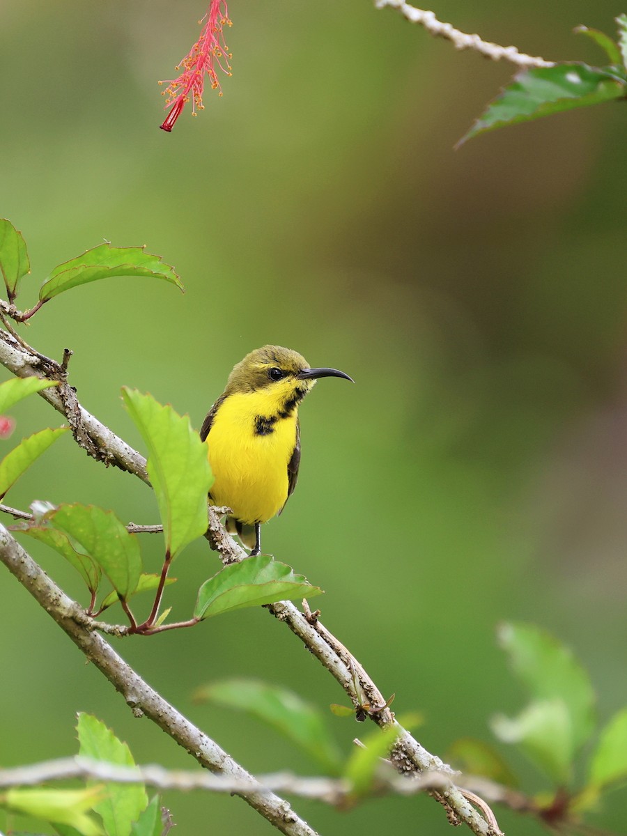 Sahul Sunbird - ML647753740