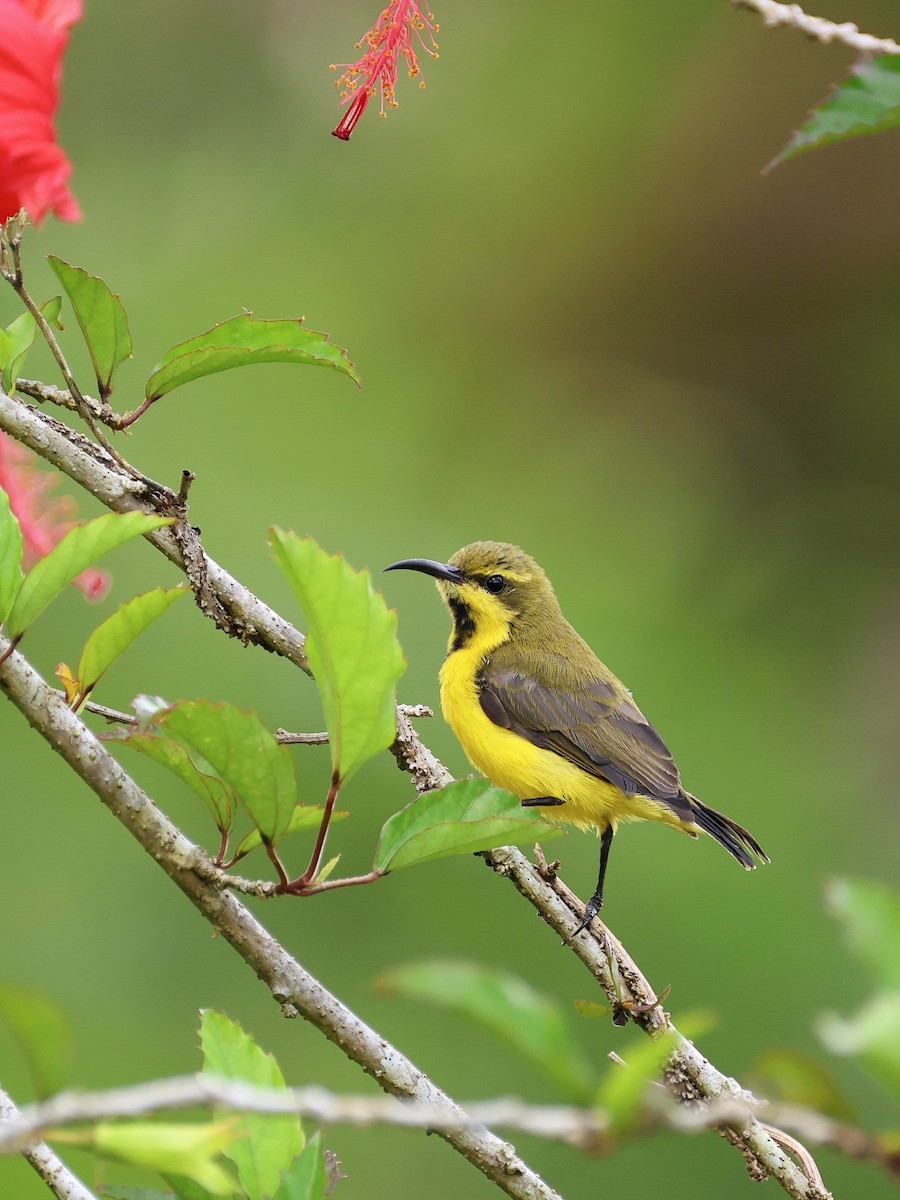 Sahul Sunbird - ML647753741