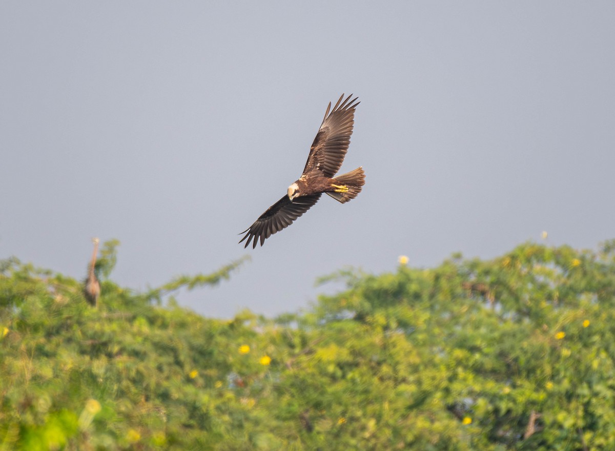 西方澤鵟 - ML647753742