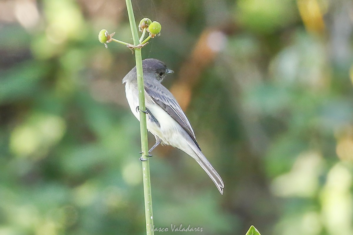 Eastern Phoebe - ML647753753