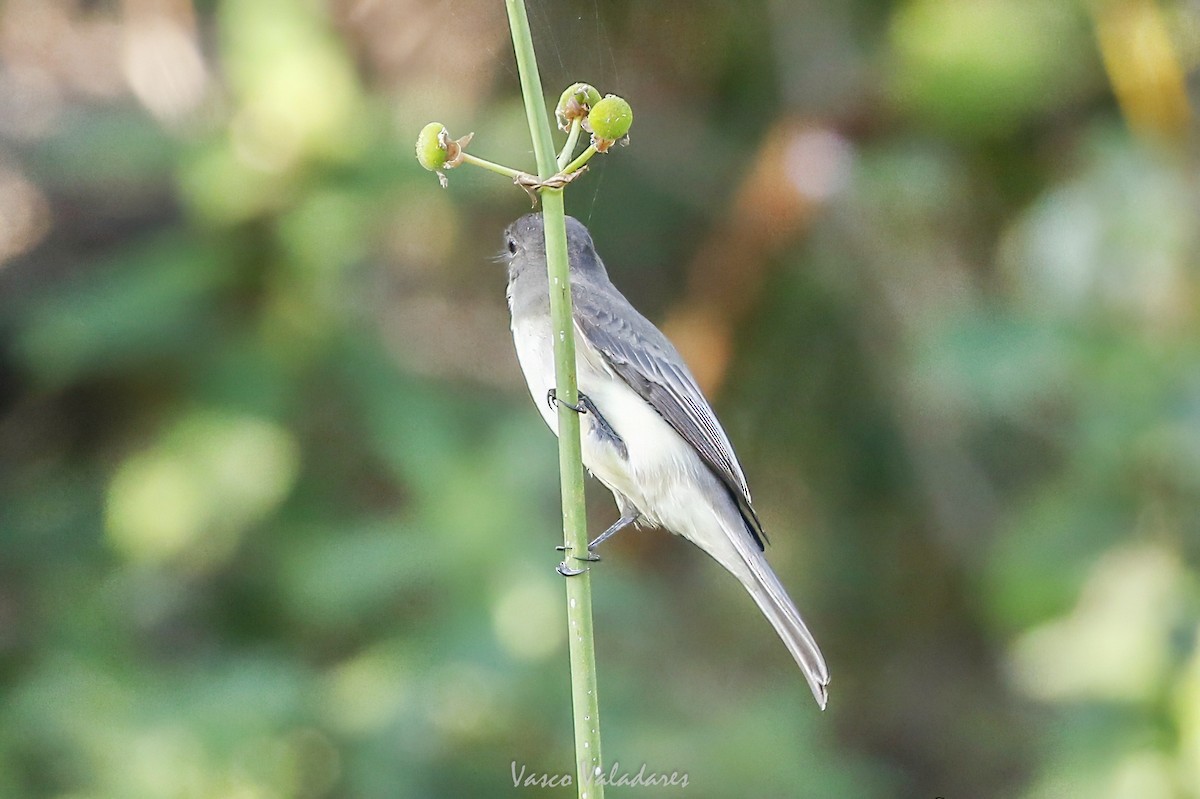 Eastern Phoebe - ML647753754