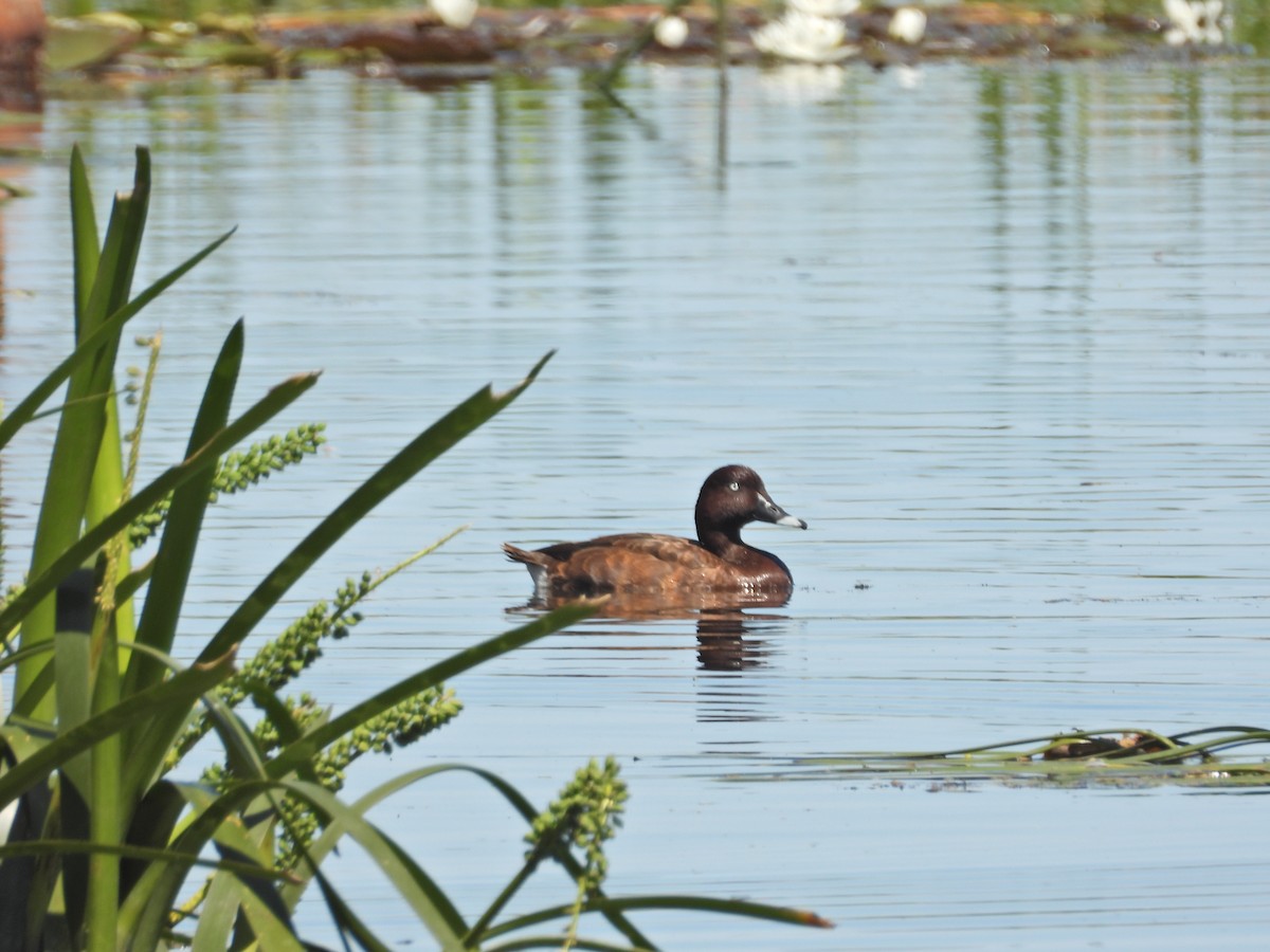 Hardhead - ML647753756